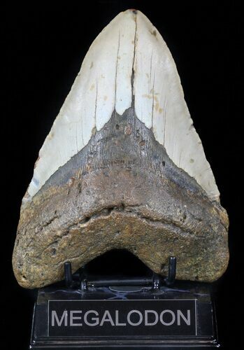 Giant, Megalodon Tooth - North Carolina #59009